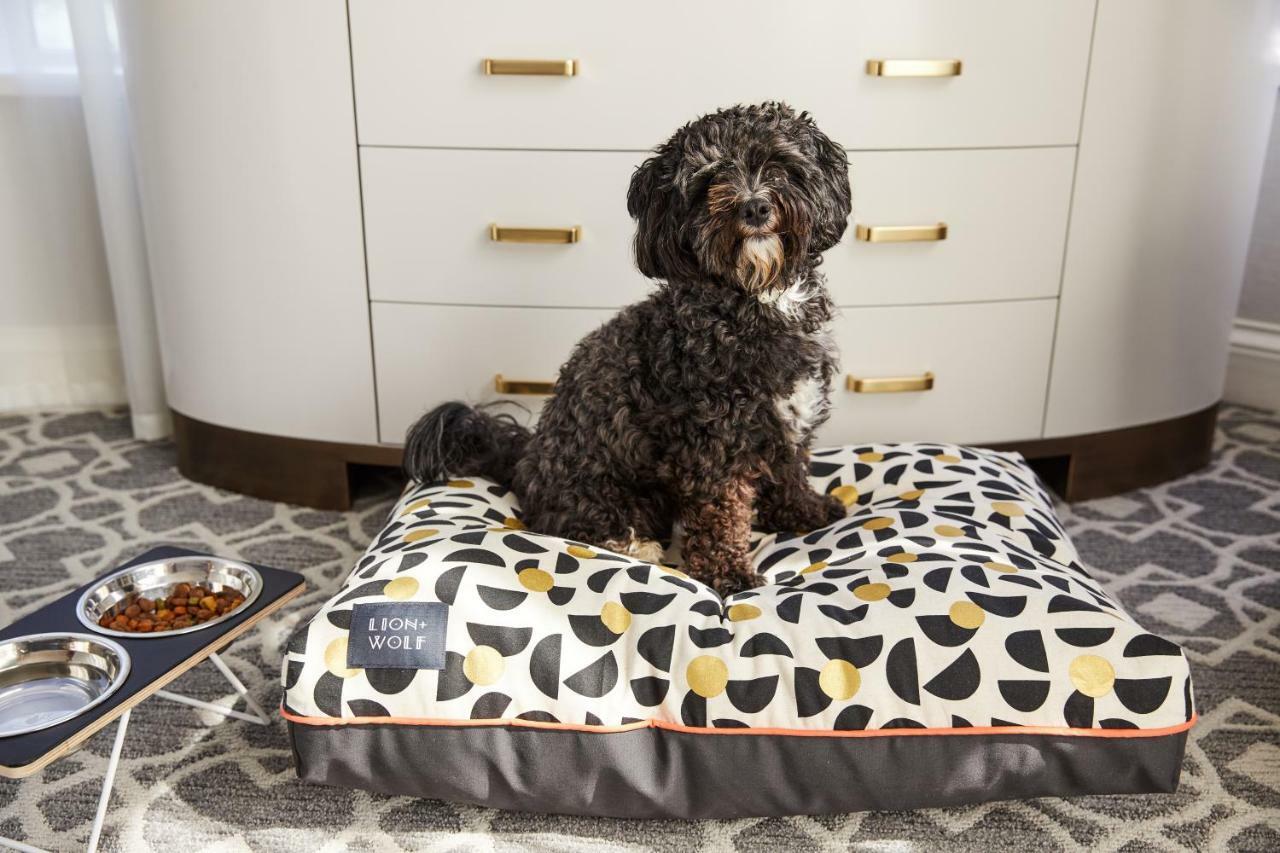The Whitney Hotel Boston Luaran gambar A dog on a dog bed